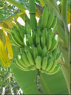 Compania ucraineană de fructe - banane