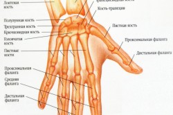 Вправи для розробки кисті руки після перелому