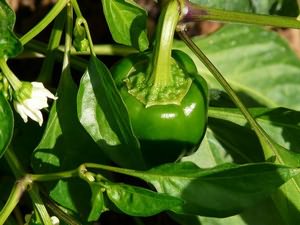 A palánták paprika és a sárga őszi levelek