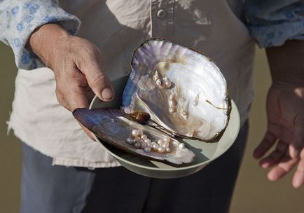 Врожаї морських городів