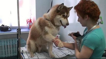 Care mancsok Husky