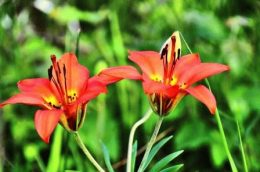 Tipuri de nuferi de gradina - clasificare, fotografii de flori, zi cabana de vara