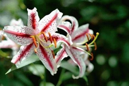 Tipuri de nuferi de gradina - clasificare, fotografii de flori, zi cabana de vara