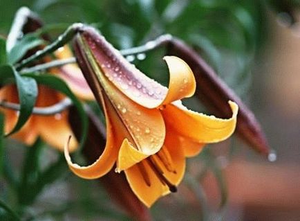 Tipuri de nuferi de gradina - clasificare, fotografii de flori, zi cabana de vara