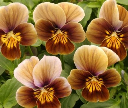 Viola (pansies) cele mai bune note cu descriere și fotografie