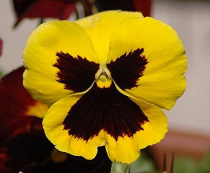 Viola (pansies) cele mai bune note cu descriere și fotografie