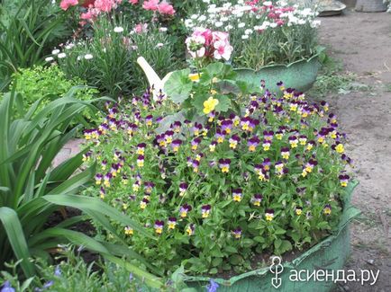 Viola în grupul de design de grădină cu paturi de flori și grădini de flori