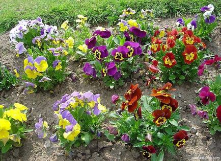 Viola, a ház közelében (évelő) Viola, a ház közelében