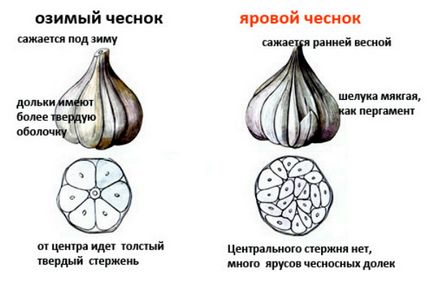 Отглеждане чесън за всички правила на сайта