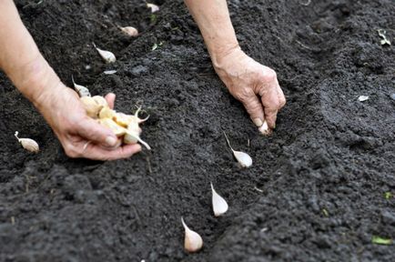Cultivarea usturoiului conform tuturor regulilor de pe site