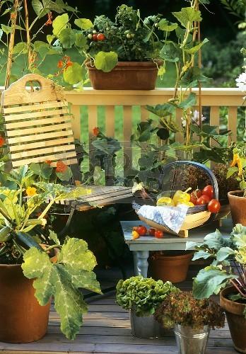 Cultivarea mini-legumelor și pomi fructiferi pe balcon și terasă