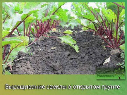 Вирощування буряків у відкритому грунті в Підмосков'ї тонкощі