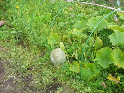 Cultivarea dovleac în Ural în regulile de teren deschis