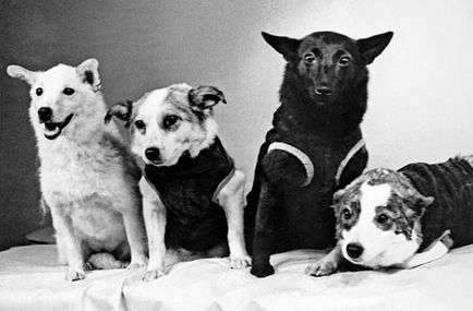 У космос було відправлено 73 собаки, 18 з них загинули - російська планета