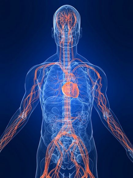 Efectul ginsengului asupra sistemului cardiovascular al omului