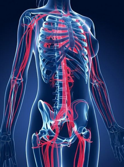 Efectul ginsengului asupra sistemului cardiovascular al omului