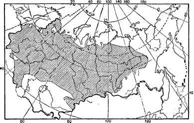 Șobolanul de apă - enciclopedia mamiferelor din fosta Uniune Sovietică
