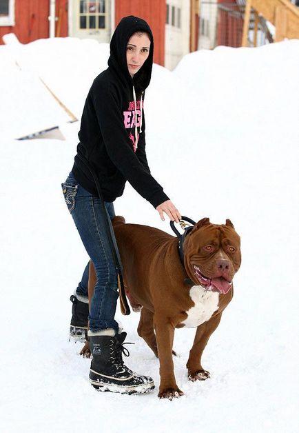 Hulk - a legnagyobb pitbull a világon, súlya 76 kg, umkra