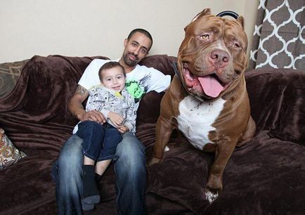 Hulk - a legnagyobb pitbull a világon, súlya 76 kg, umkra