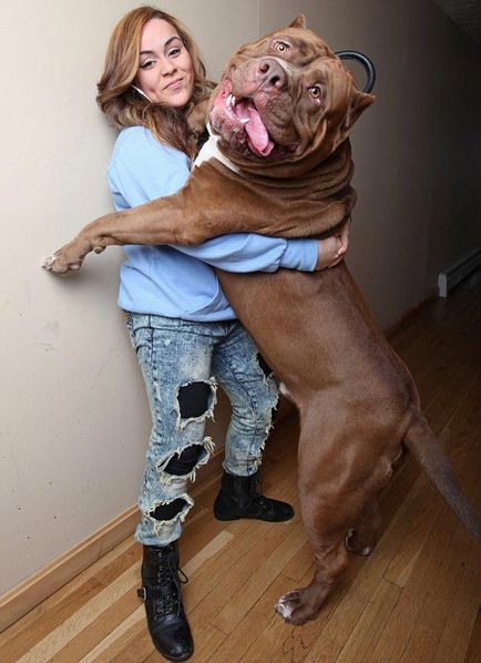 Hulk - a legnagyobb pitbull a világon, súlya 76 kg, umkra