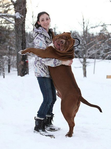 Hulk - a legnagyobb pitbull a világon, súlya 76 kg, umkra