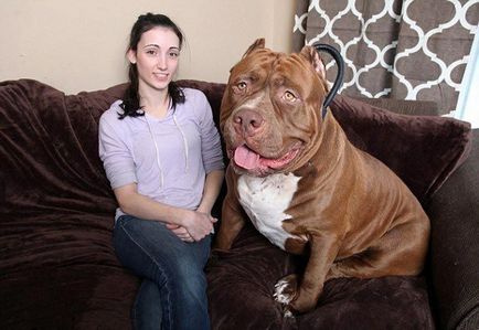 Hulk - a legnagyobb pitbull a világon, súlya 76 kg, umkra