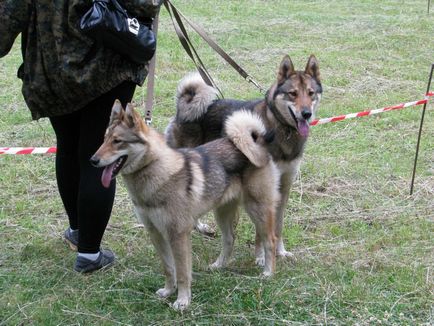 Caracteristicile rasei de est și vest-husky siberian