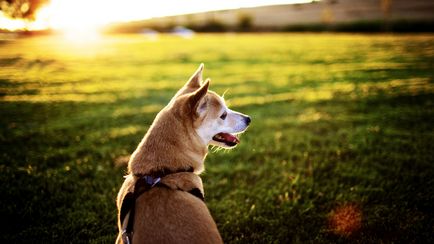 Caracteristicile rasei de est și vest-husky siberian