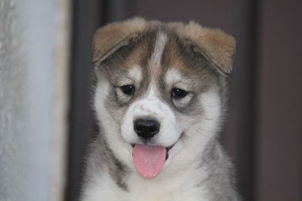 Caracteristicile rasei de est și vest-husky siberian