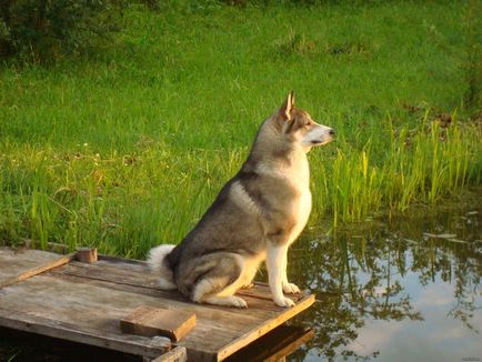 Caracteristicile rasei de est și vest-husky siberian