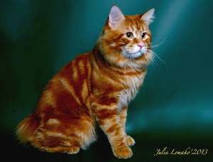 Caracter Kurilian Bobtail, stea afumat