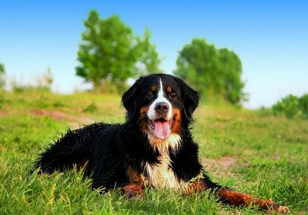 Caracter, îngrijire și hrană câine de munte Bernese