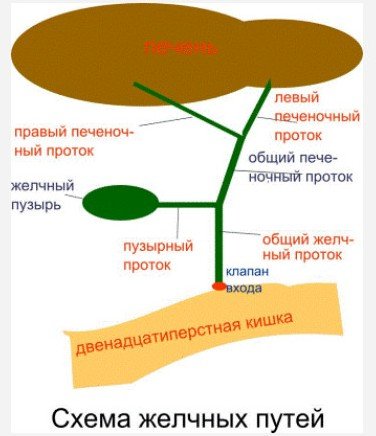 Хофітол при вагітності - опис препарату і інструкція до застосування