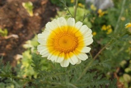 Chrysantema legume, cabana, casa