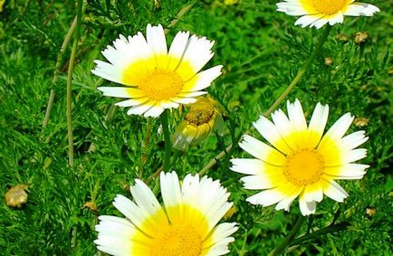 Chrysanthemum növényi művelési módszerek mintás funkciók (funkciók) Chrysanthemum növényi mintás jellemzői tenyésztési módszerei