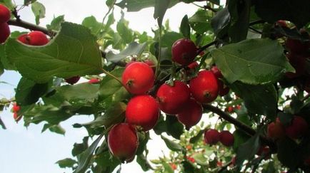 Descrierea soiurilor, avantajele și dezavantajele de mere