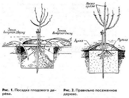 Яблуня ранетка фото і опис сорту, відгуки