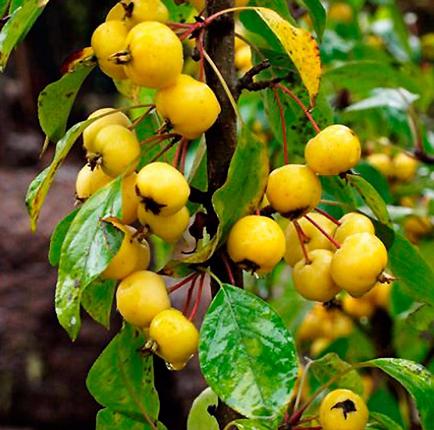 Descrierea pomului de arbori și descrierea soiurilor, recenzii