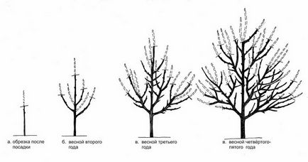 Descrierea pomului de arbori și descrierea soiurilor, recenzii