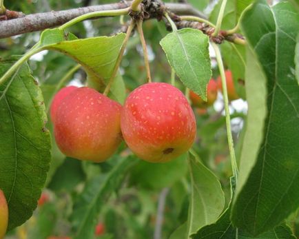 Descrierea pomului de arbori și descrierea soiurilor, recenzii