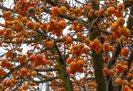 Descrierea pomului de arbori și descrierea soiurilor, recenzii