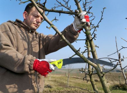 Caracteristicile arborilor de miere și caracteristicile soiurilor