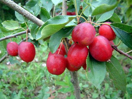 Caracteristicile arborilor de miere și caracteristicile soiurilor