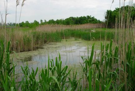 Я іншої такої річки не знаю, Меотида історія, культура, природа нижнього дона і приазов'я