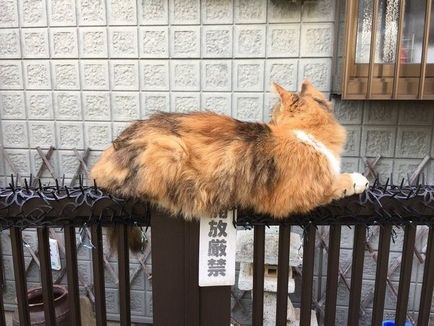 Японці не знають, як відлякувати котиків