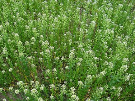 Талабан польовий фото, види і корисні властивості трави