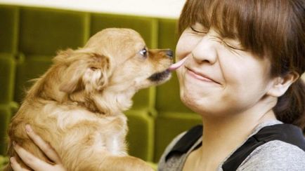 De ce un câine linge o gazdă, câini și pui?