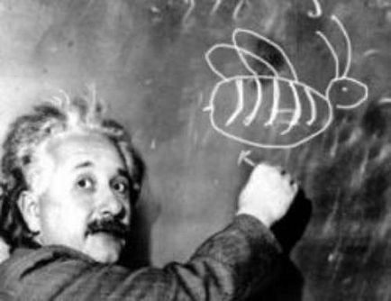 Загадка Ейнштейна хто вирощує рибок