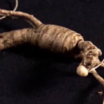 Ginseng în oncologie - tratament și prevenire