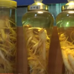 Ginseng în oncologie - tratament și prevenire